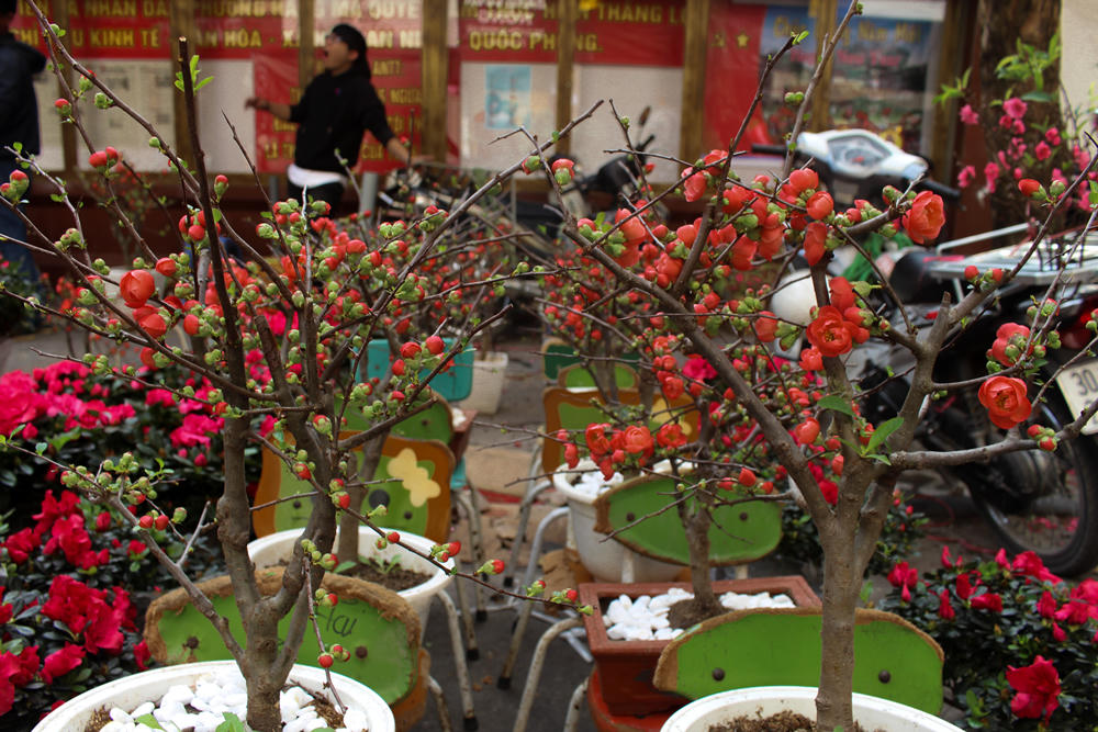 Chú lợn trăm triệu đồng bày bán tại phiên chợ cuối năm